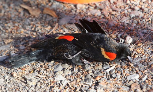 Temor, hallan nuevamente miles de aves muertas en Estados Unidos