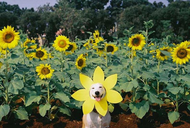 happy-dog-photography-gluta-thailand-14