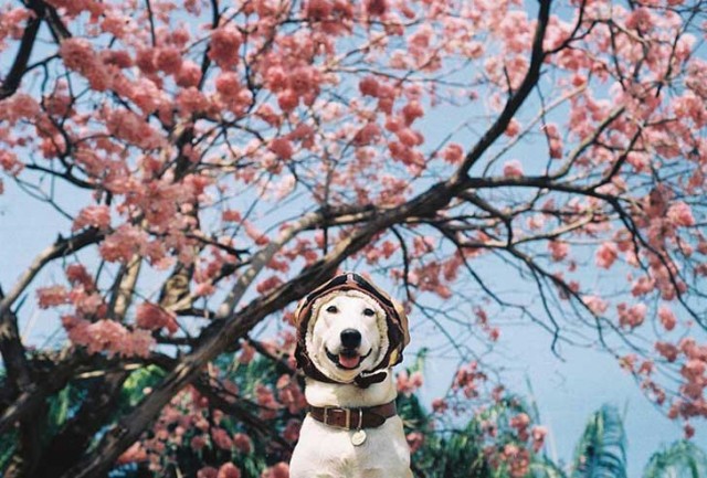 happy-dog-photography-gluta-thailand-20