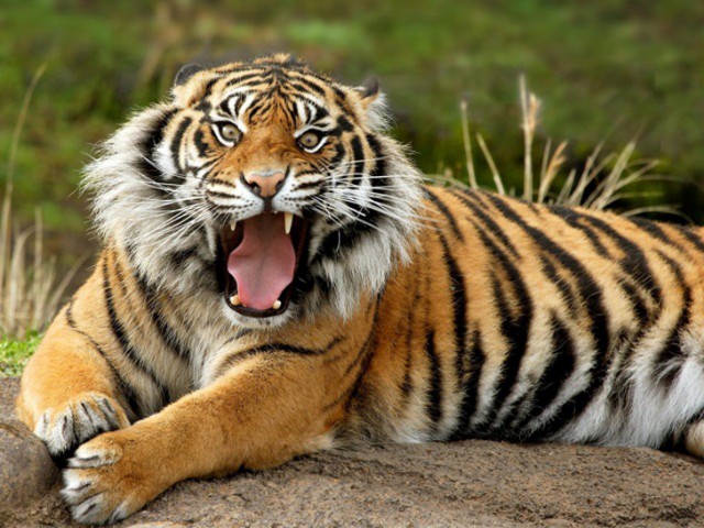 6.-Sumatran-Tiger1