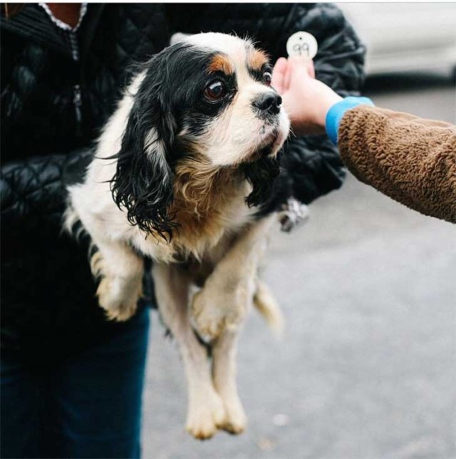 Rescued-at-the-auction-99