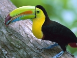 tucan amazonico